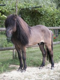 Atli unser Deckhengst 2003