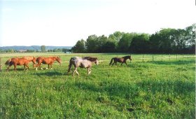 Stutenherde